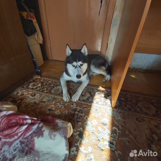 Сибирский хаски
