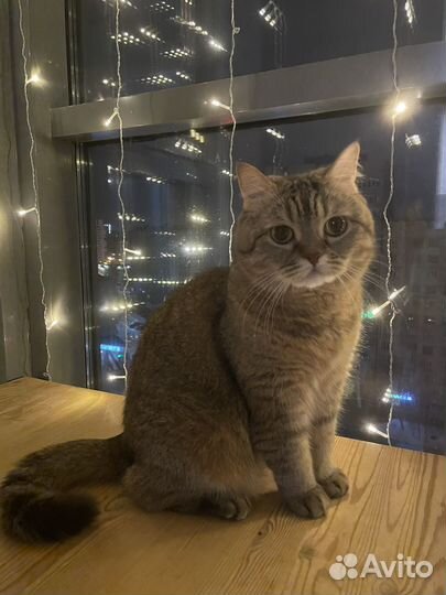 Шотланская кошка в хорошие руки