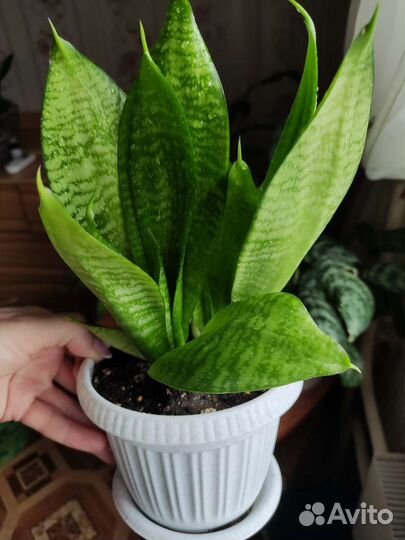 Тёщин язык, щучий хвост