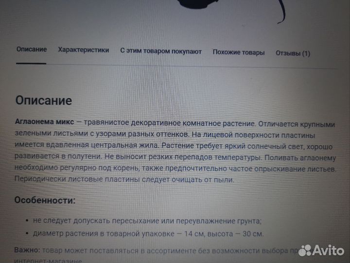 Аглаонема укорененный отросток