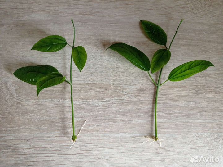 Клеродендрум томпсон