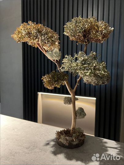 Дерево для интерьера