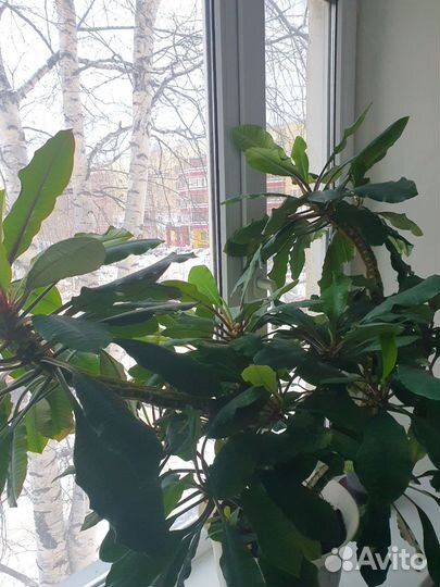 Молочай трехгранный