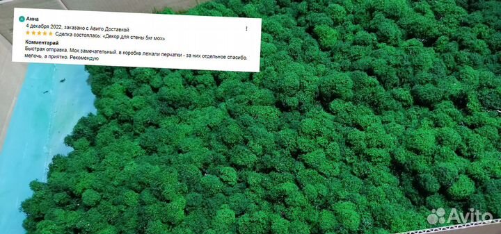 Стабилизированный мох интерьер помещений ягель
