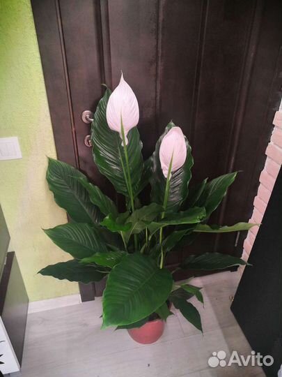 Спатифиллум королевский или женское счастье 24/115