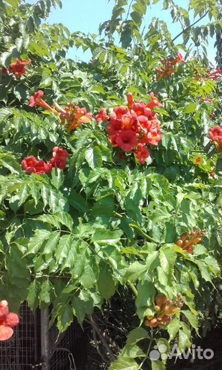 Саженцы кампсиса