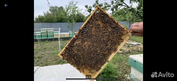 Пчелосемьи. Пчелопакеты