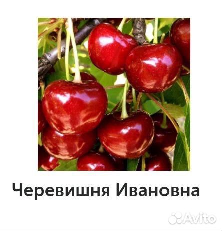 Вишня саженцы