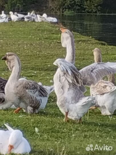 Холмогорские гуси