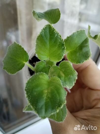 Фиалки мини (часть 2)