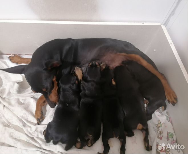 Щенки цвергпинчера