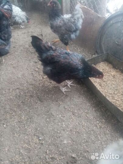 Инкубационное яйцо породистой птицы и цеплят