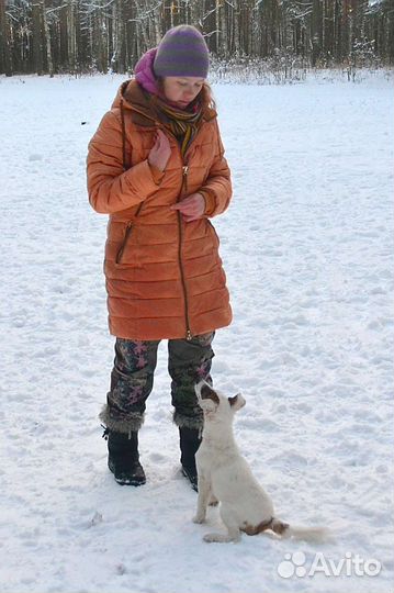 Передержка собак