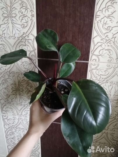 Филодендрон