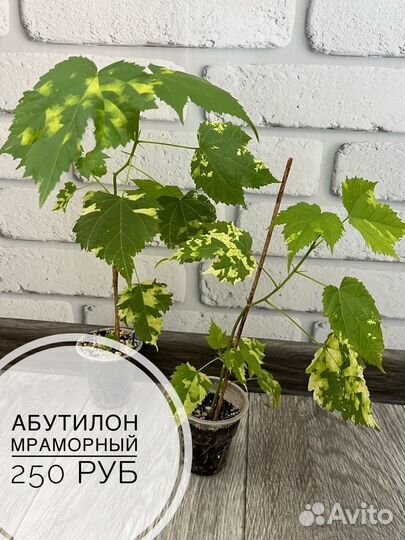 Комнатные растения