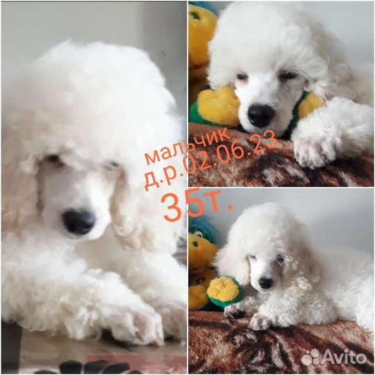 Карликовый пудель /мальчик и девочка