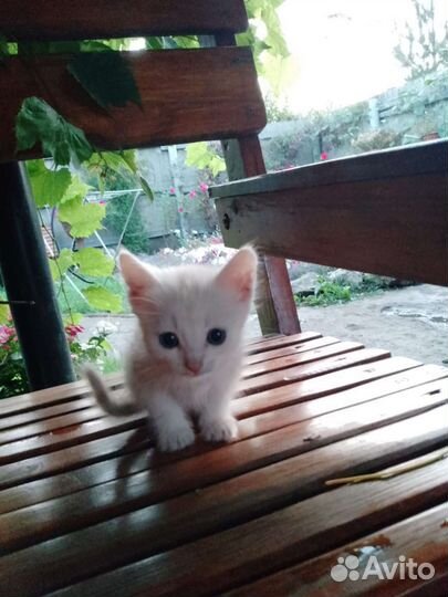 Котята (девочки)