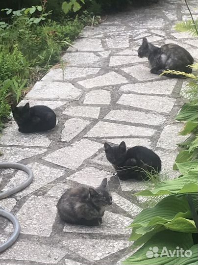 Котята в добрые руки
