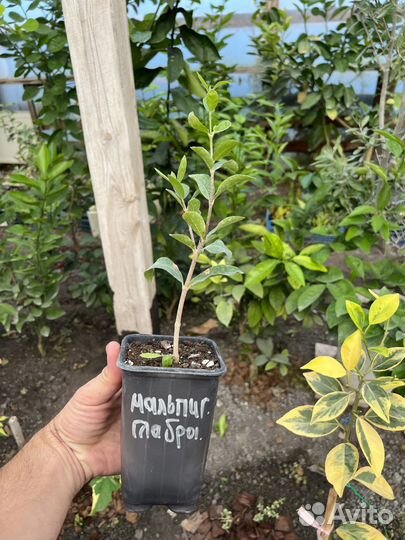 Мальпигия глабра