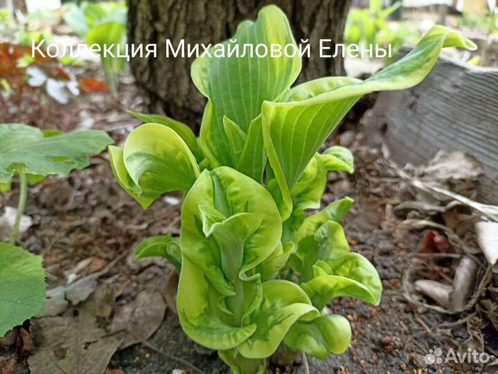 Хоста Уиии- восторг