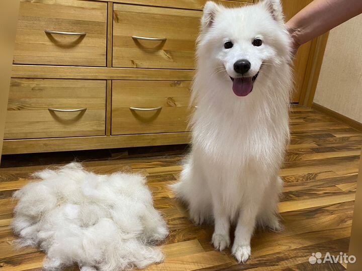 Стрижка собак и кошек