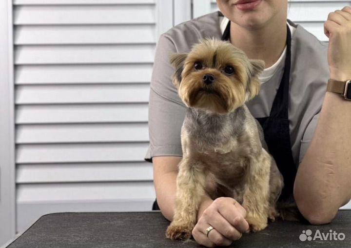 Груминг стрижка собак и кошек