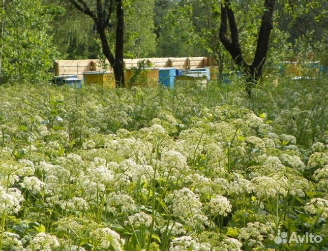 Мед 2024 года Алтайский оптом