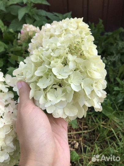 Гортензия саммер сноу