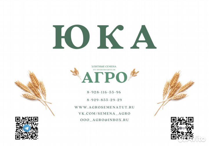 Семена пшеницы сорт 