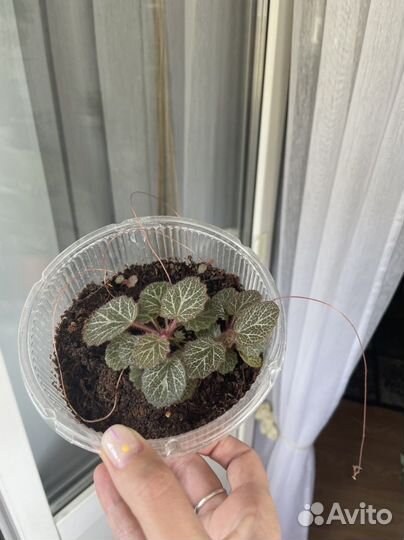 Детка камнеломки