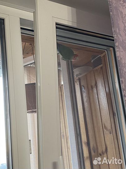 Попугаи неразлучники