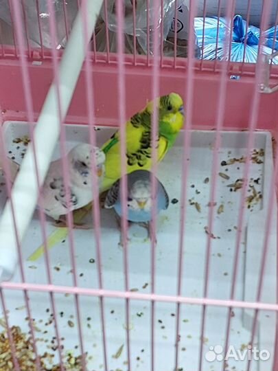 Неразлучники/волнистый/клетки