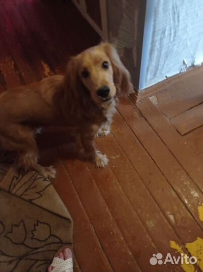 Русский кокер спаниель