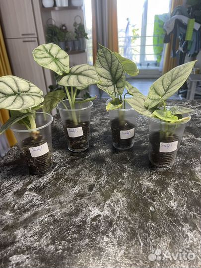 Алоказия серебряный дракон