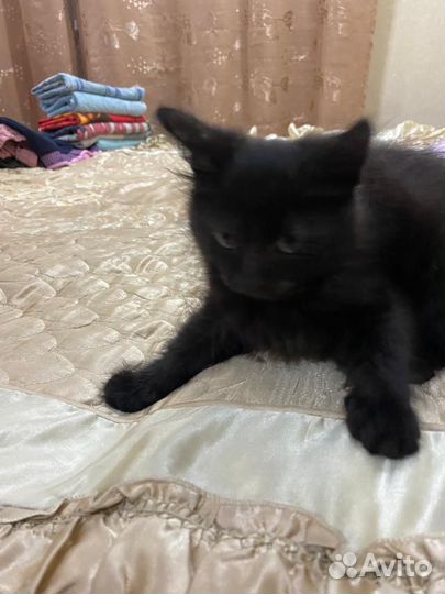 Котята в добрые руки бесплатно