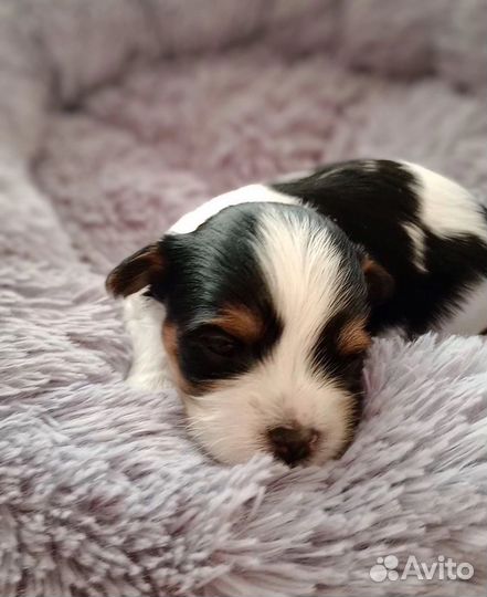 Щенки бивер йорка мальчики