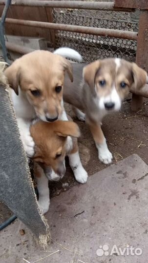 Борзые щенки