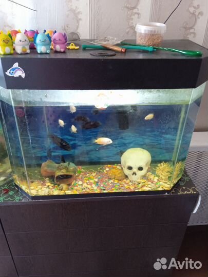 Аквариум с рыбками 65л