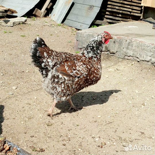 Инкубационное яйцо