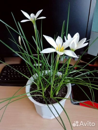 Зефирантес белый Выскочка