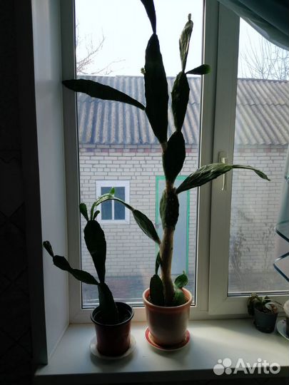 Кактус «Цабар» (высокорослый)