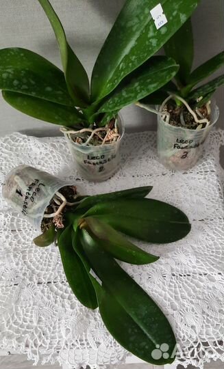 Phal. Leco Fantastic