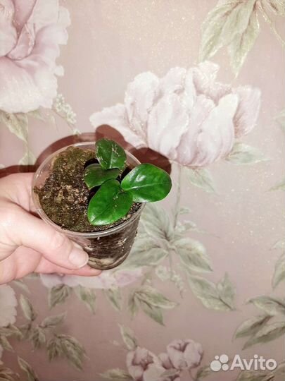 Замиокулькас Зензи