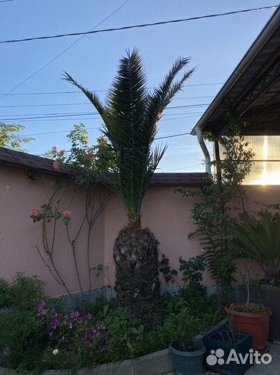 Финиковая пальма