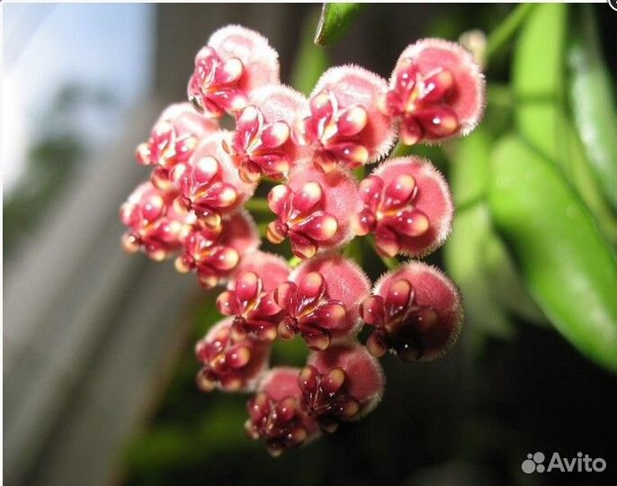 Абутилоны, хойи