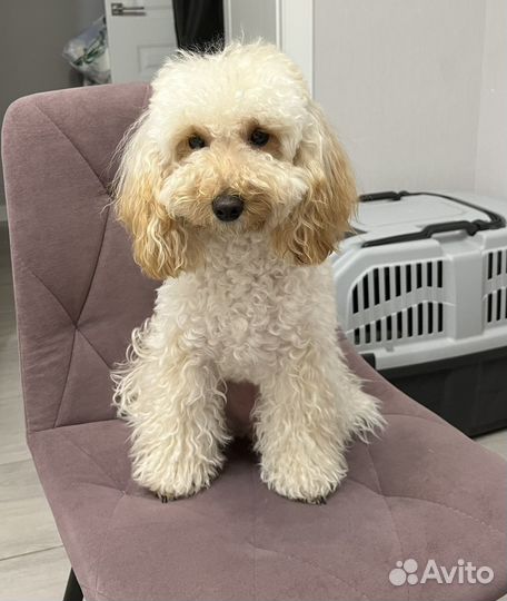 Передержка собак Той-пудель, Мальтипу, Бишон фризе