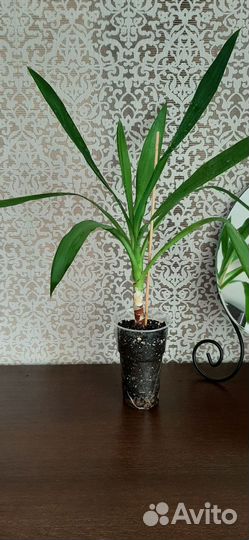 Юкка Драцена