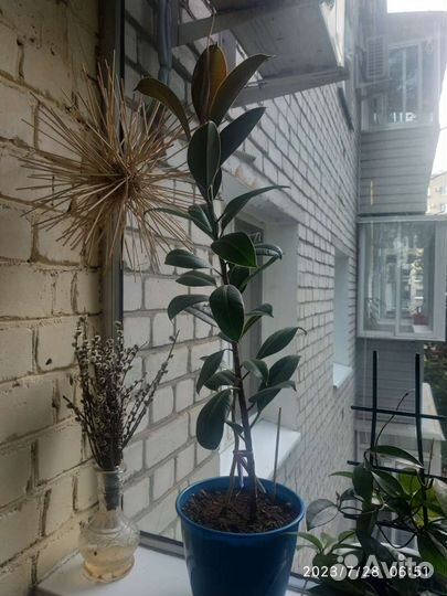 Комнатные цветы