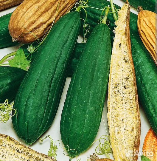 Люффа семена