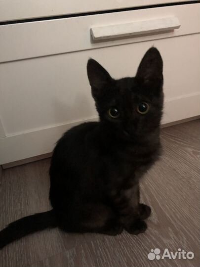 Кошечка в добрые руки